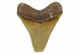 Fossil Megalodon Tooth - Feeding Worn Tip #348297-1